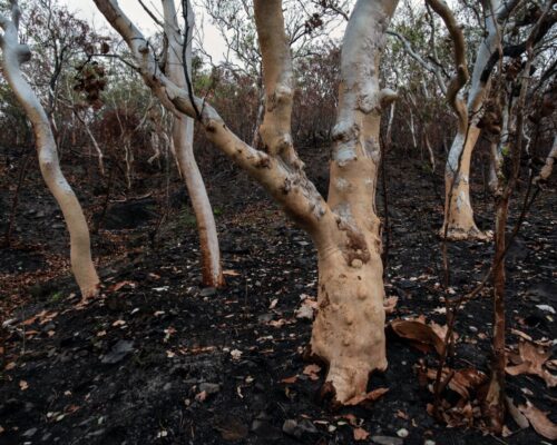 burnt trees